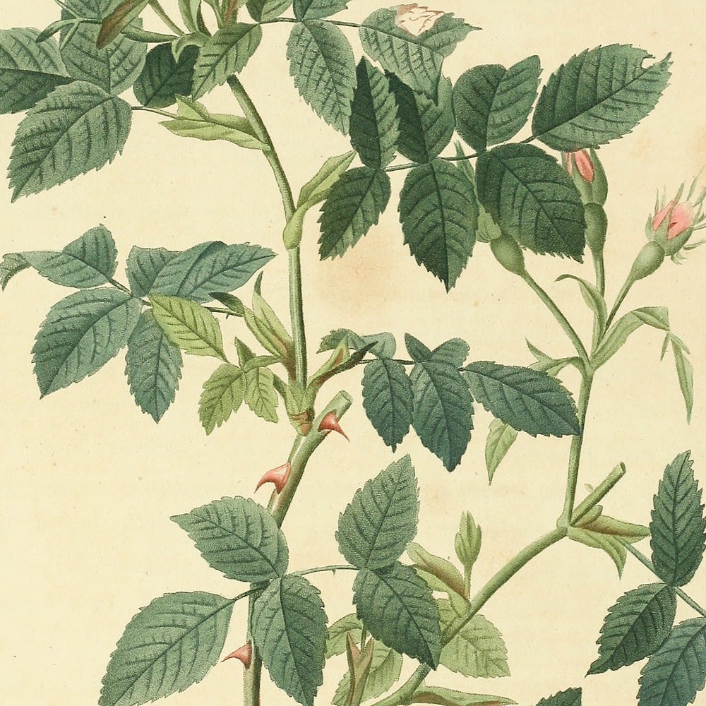 Rosa Canina nitens — Rosier Canin à feuilles luisantes, hand-coloured stipple engraving after Redouté, engraved by Lemaire, Les Roses, Paris 1821.