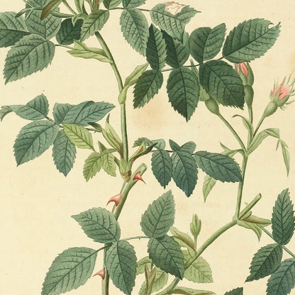 Rosa Canina nitens — Rosier Canin à feuilles luisantes, hand-coloured stipple engraving after Redouté, engraved by Lemaire, Les Roses, Paris 1821.