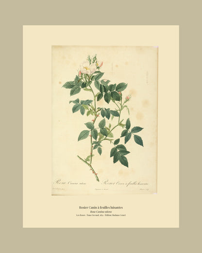 Rosa Canina nitens — Rosier Canin à feuilles luisantes, hand-coloured stipple engraving after Redouté, engraved by Lemaire, Les Roses, Paris 1821.