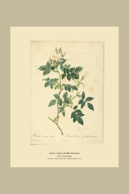 Rosa Canina nitens — Rosier Canin à feuilles luisantes, hand-coloured stipple engraving after Redouté, engraved by Lemaire, Les Roses, Paris 1821.