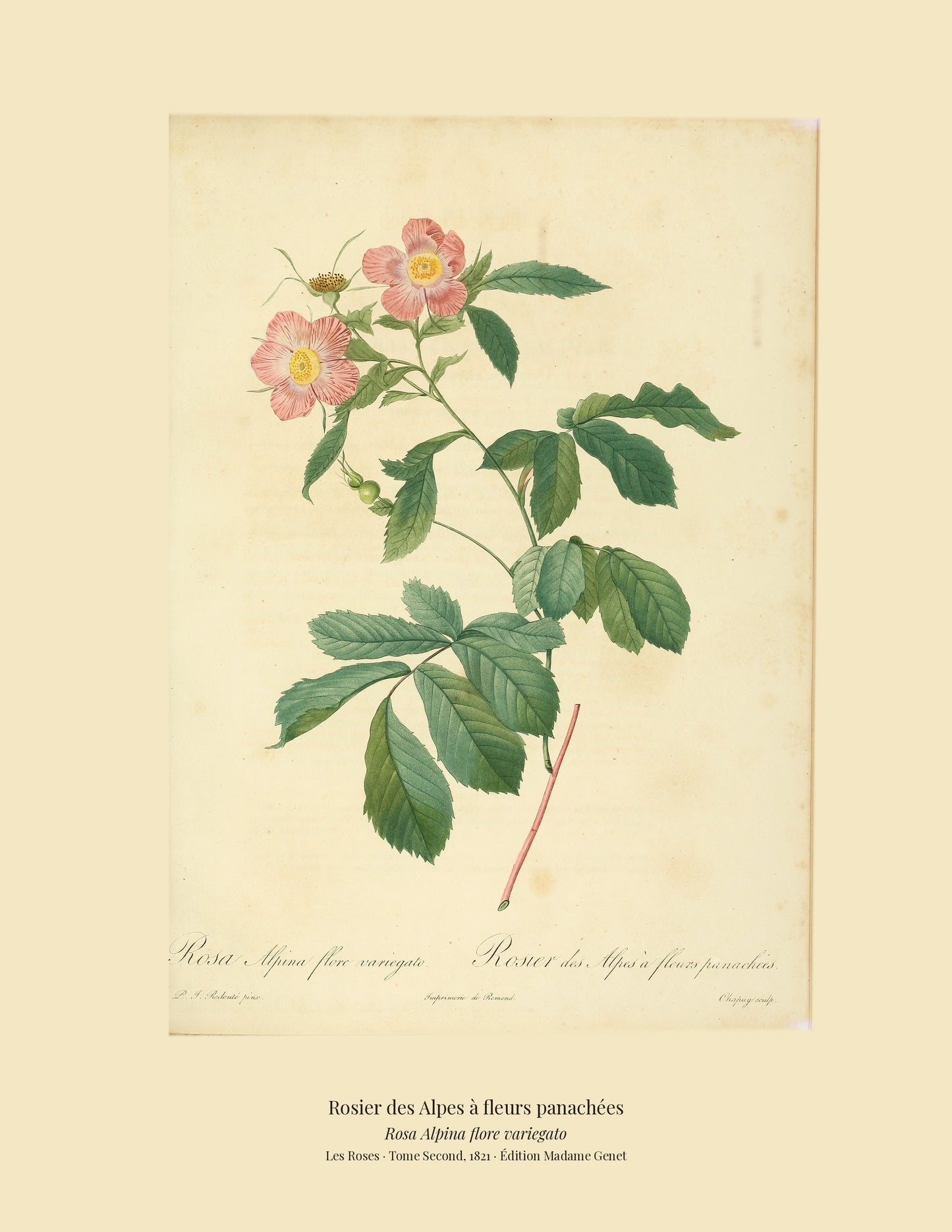 Rosa Alpina flore variegato — Rosier des Alpes à fleurs panachées, hand-coloured stipple engraving after Redouté, engraved by Chapuy, Les Roses, Paris 1821.