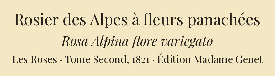 Rosa Alpina flore variegato — Rosier des Alpes à fleurs panachées, hand-coloured stipple engraving after Redouté, engraved by Chapuy, Les Roses, Paris 1821.