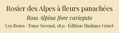 Rosa Alpina flore variegato — Rosier des Alpes à fleurs panachées, hand-coloured stipple engraving after Redouté, engraved by Chapuy, Les Roses, Paris 1821.