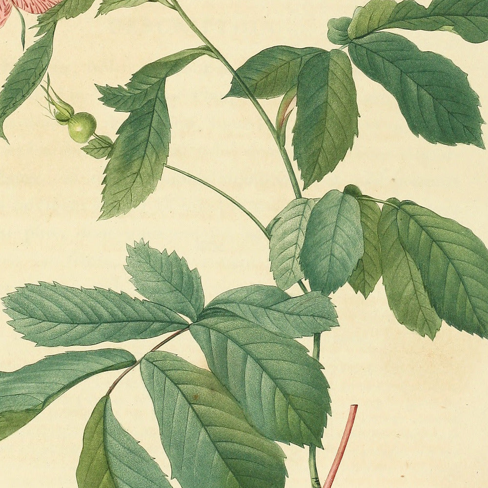 Rosa Alpina flore variegato — Rosier des Alpes à fleurs panachées, hand-coloured stipple engraving after Redouté, engraved by Chapuy, Les Roses, Paris 1821.