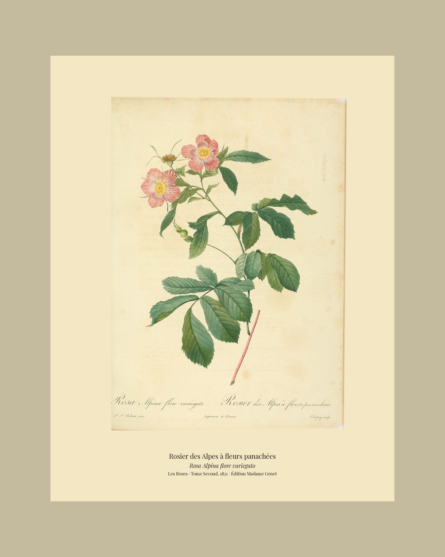 Rosa Alpina flore variegato — Rosier des Alpes à fleurs panachées, hand-coloured stipple engraving after Redouté, engraved by Chapuy, Les Roses, Paris 1821.