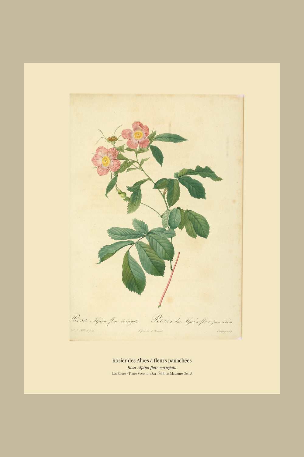 Rosa Alpina flore variegato — Rosier des Alpes à fleurs panachées, hand-coloured stipple engraving after Redouté, engraved by Chapuy, Les Roses, Paris 1821.