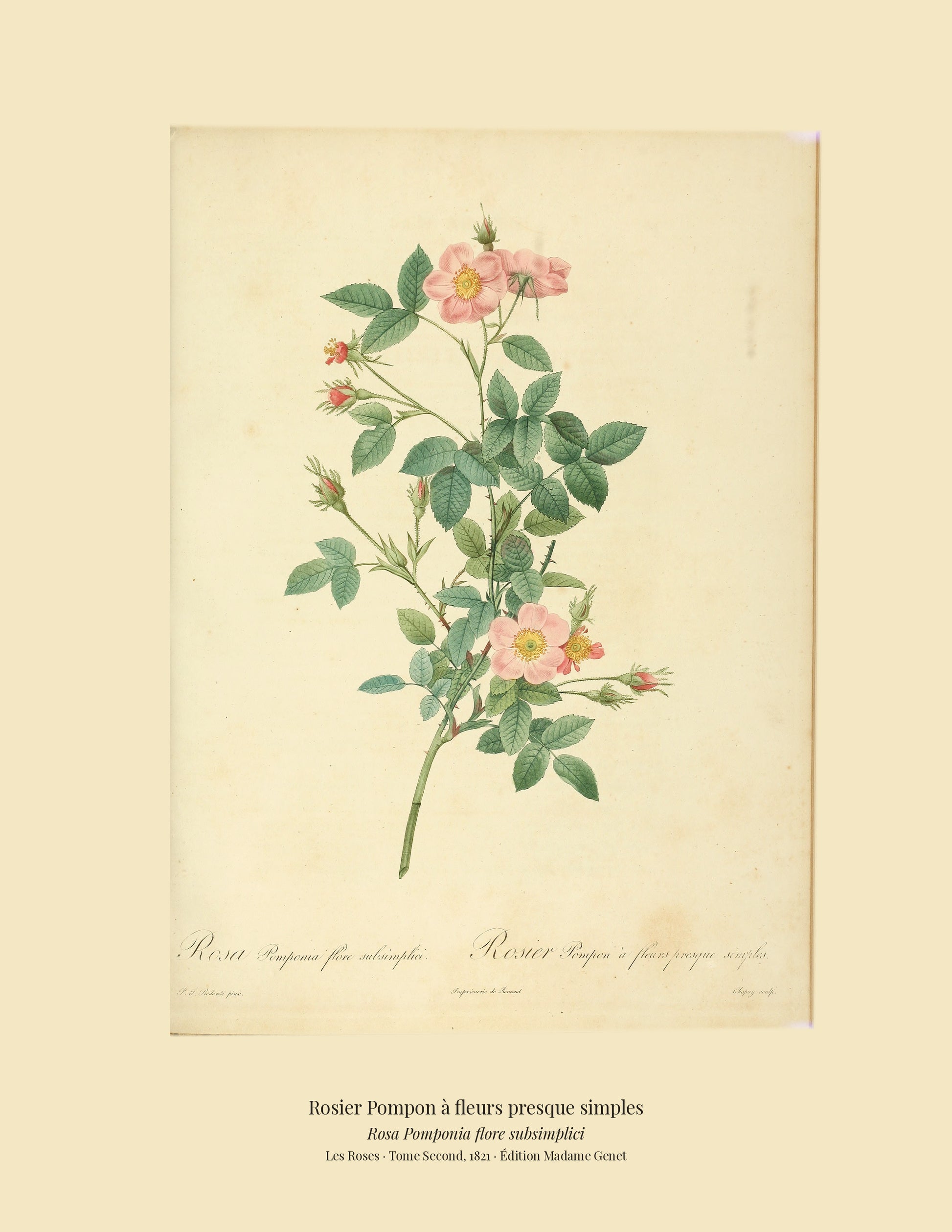 Rosa Pomponia flore subsimplici — Rosier Pompon à fleurs presque simples, hand-coloured stipple engraving after Redouté, engraved by Chapuy, Les Roses, Paris 1821.