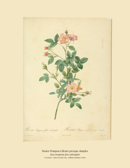Rosa Pomponia flore subsimplici — Rosier Pompon à fleurs presque simples, hand-coloured stipple engraving after Redouté, engraved by Chapuy, Les Roses, Paris 1821.