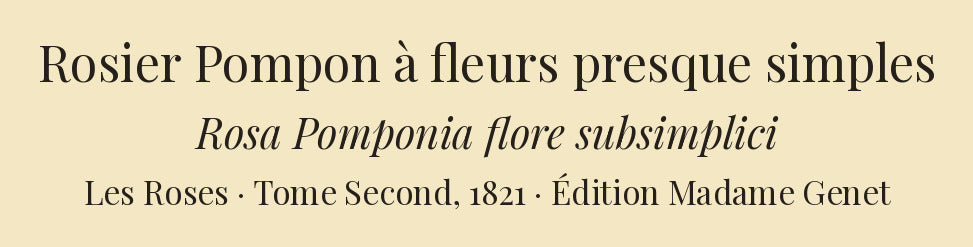 Rosa Pomponia flore subsimplici — Rosier Pompon à fleurs presque simples, hand-coloured stipple engraving after Redouté, engraved by Chapuy, Les Roses, Paris 1821.