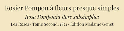 Rosa Pomponia flore subsimplici — Rosier Pompon à fleurs presque simples, hand-coloured stipple engraving after Redouté, engraved by Chapuy, Les Roses, Paris 1821.