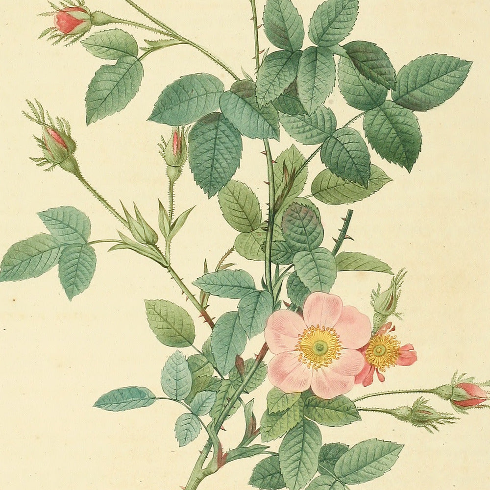 Rosa Pomponia flore subsimplici — Rosier Pompon à fleurs presque simples, hand-coloured stipple engraving after Redouté, engraved by Chapuy, Les Roses, Paris 1821.