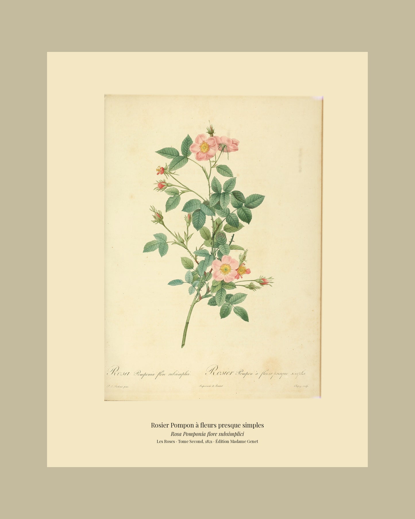 Rosa Pomponia flore subsimplici — Rosier Pompon à fleurs presque simples, hand-coloured stipple engraving after Redouté, engraved by Chapuy, Les Roses, Paris 1821.