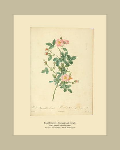Rosa Pomponia flore subsimplici — Rosier Pompon à fleurs presque simples, hand-coloured stipple engraving after Redouté, engraved by Chapuy, Les Roses, Paris 1821.