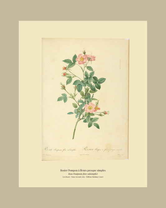 Rosa Pomponia flore subsimplici — Rosier Pompon à fleurs presque simples, hand-coloured stipple engraving after Redouté, engraved by Chapuy, Les Roses, Paris 1821.