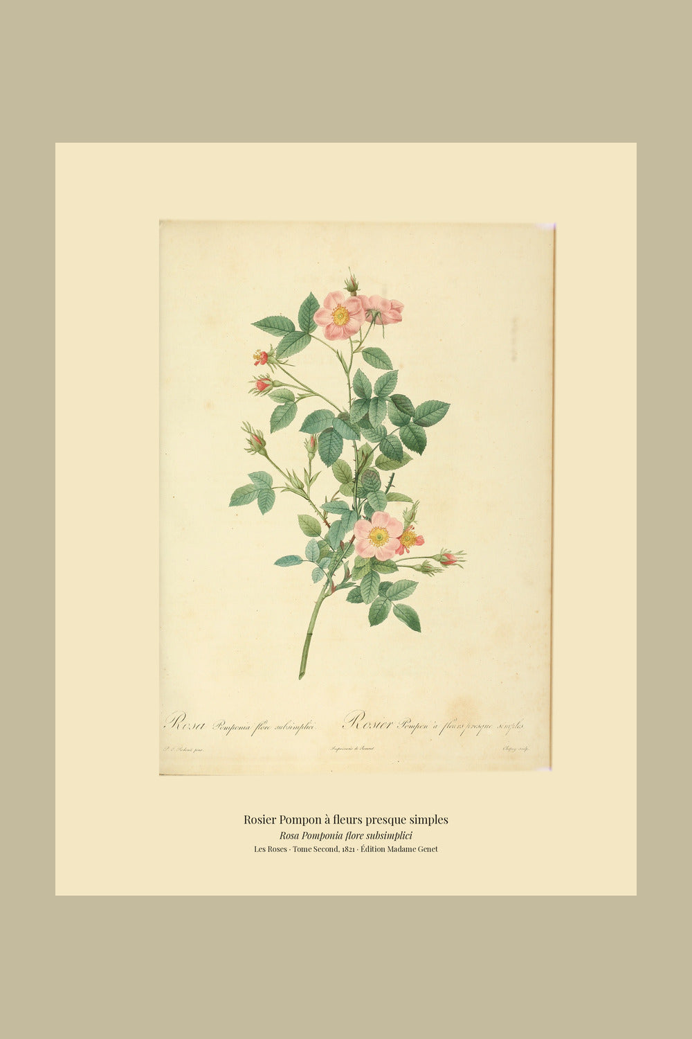 Rosa Pomponia flore subsimplici — Rosier Pompon à fleurs presque simples, hand-coloured stipple engraving after Redouté, engraved by Chapuy, Les Roses, Paris 1821.