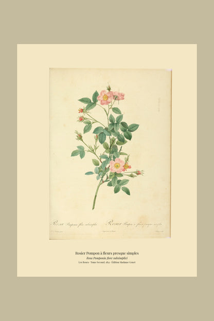 Rosa Pomponia flore subsimplici — Rosier Pompon à fleurs presque simples, hand-coloured stipple engraving after Redouté, engraved by Chapuy, Les Roses, Paris 1821.