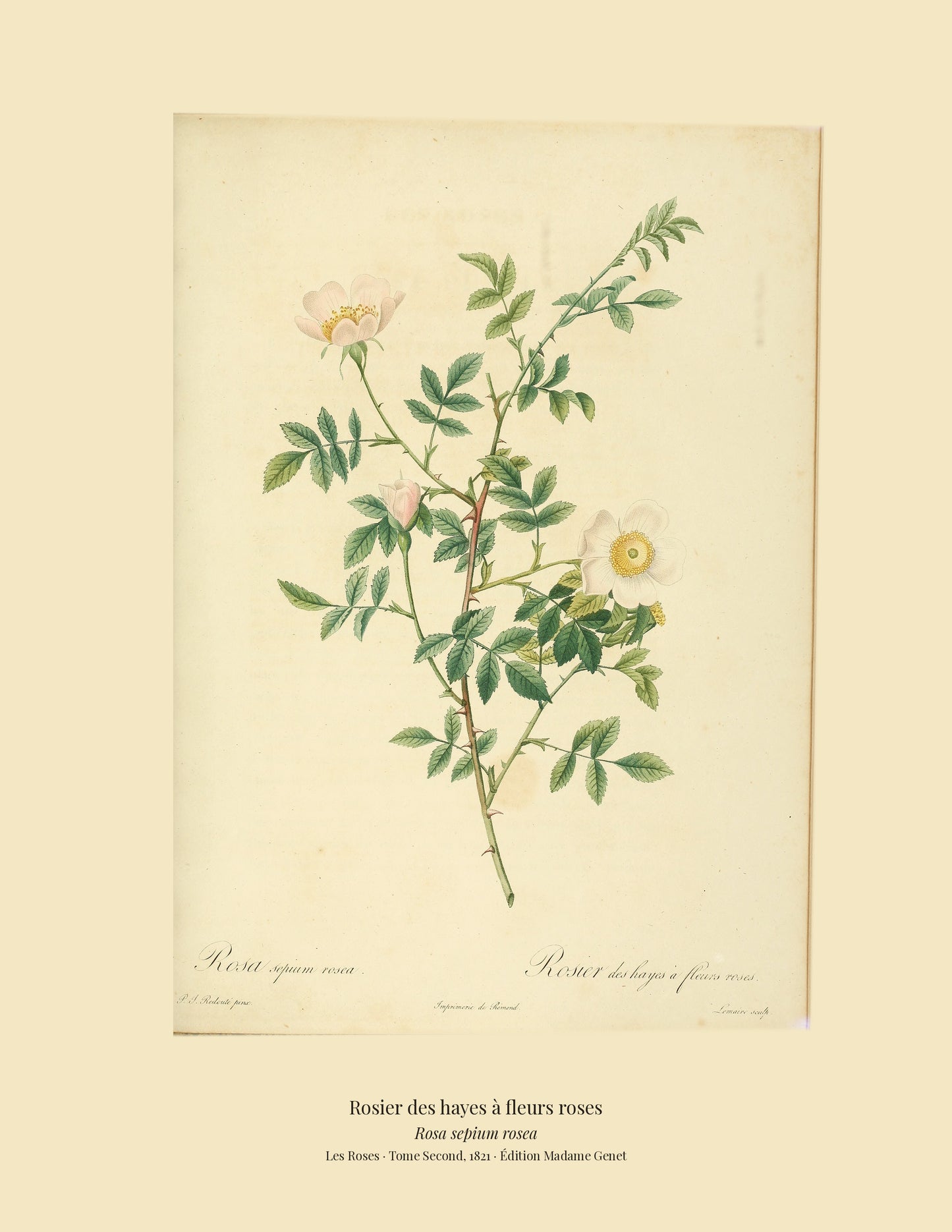 Rosa sepium rosea — Rosier des hayes à fleurs roses, hand-coloured stipple engraving after Redouté, engraved by Lemaire, Les Roses, Paris 1821.
