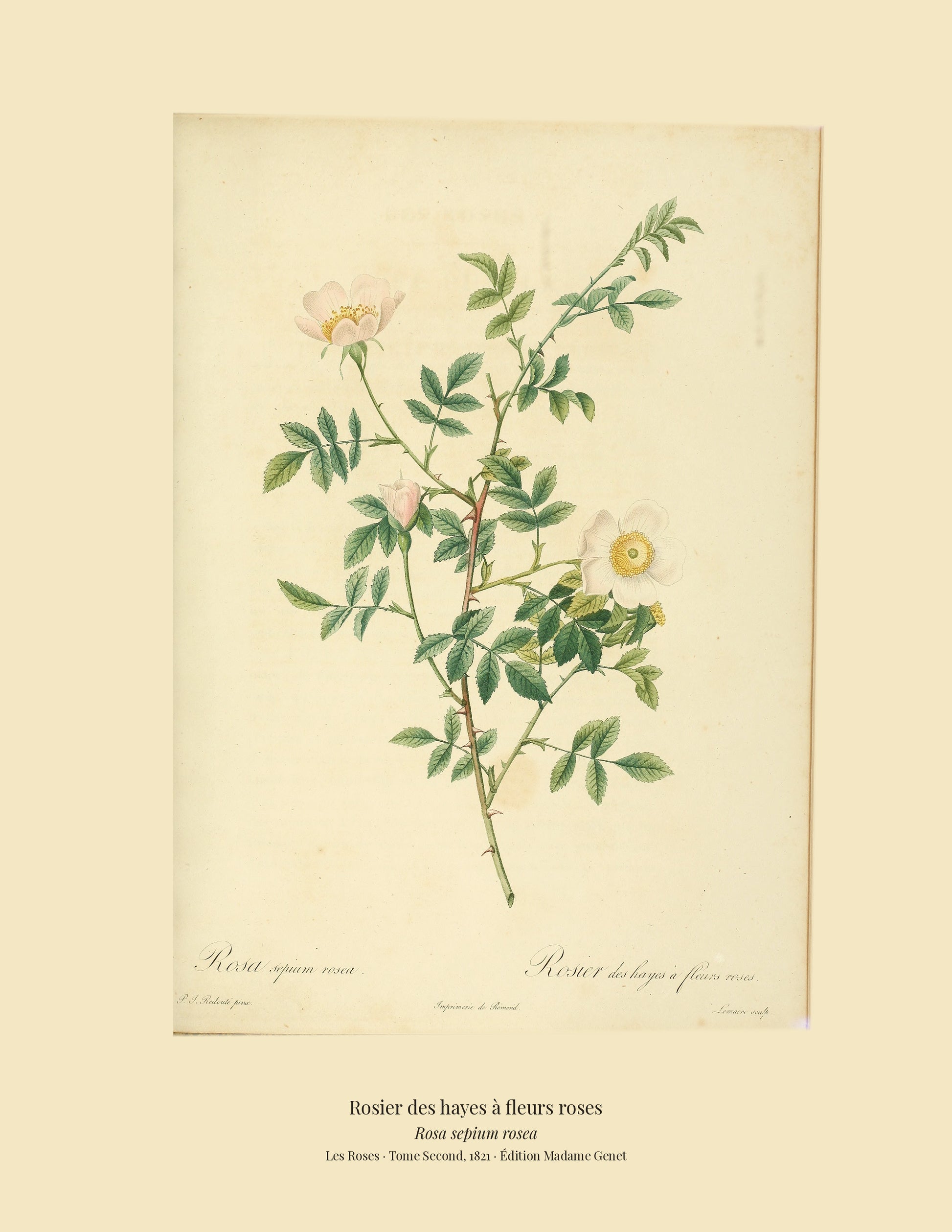 Rosa sepium rosea — Rosier des hayes à fleurs roses, hand-coloured stipple engraving after Redouté, engraved by Lemaire, Les Roses, Paris 1821.