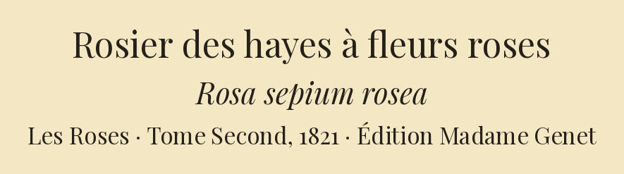 Rosa sepium rosea — Rosier des hayes à fleurs roses, hand-coloured stipple engraving after Redouté, engraved by Lemaire, Les Roses, Paris 1821.