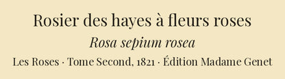 Rosa sepium rosea — Rosier des hayes à fleurs roses, hand-coloured stipple engraving after Redouté, engraved by Lemaire, Les Roses, Paris 1821.