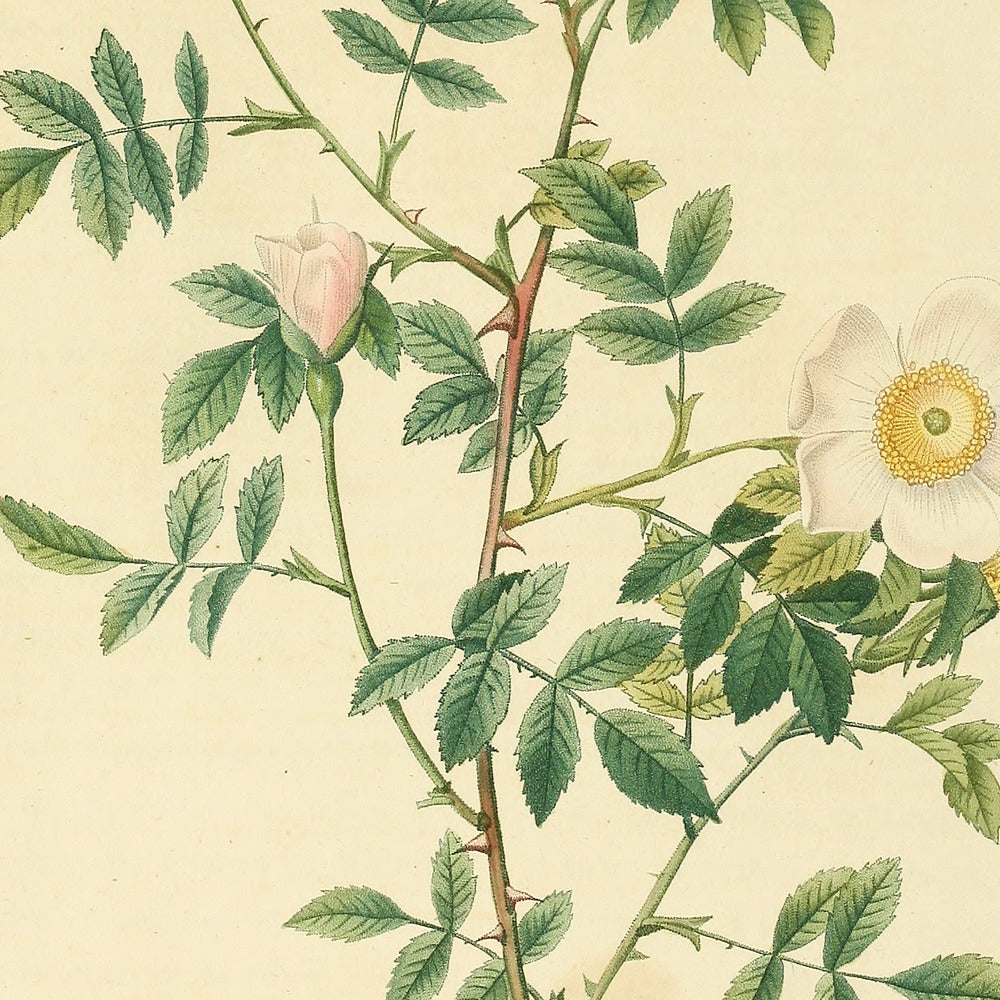 Rosa sepium rosea — Rosier des hayes à fleurs roses, hand-coloured stipple engraving after Redouté, engraved by Lemaire, Les Roses, Paris 1821.