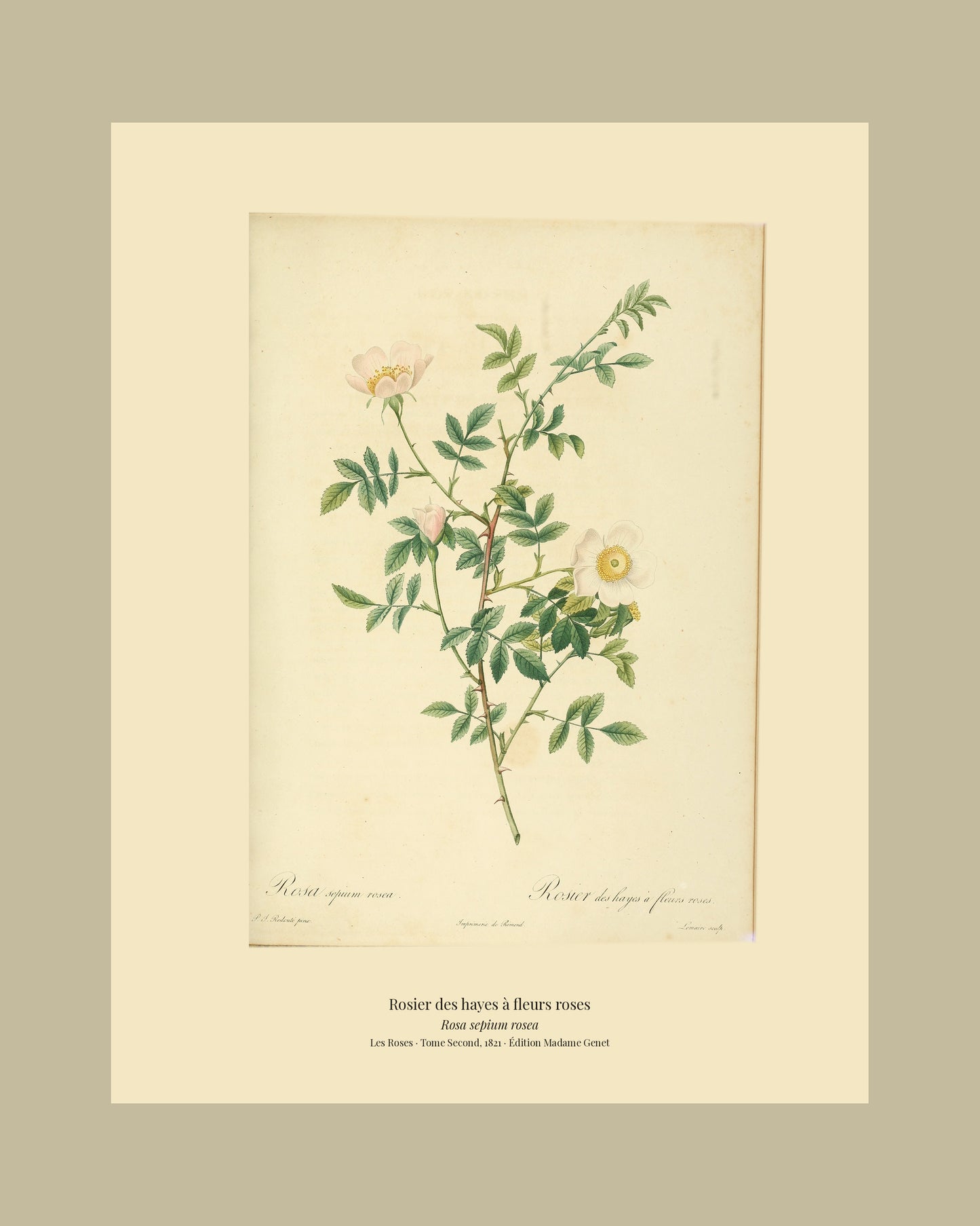 Rosa sepium rosea — Rosier des hayes à fleurs roses, hand-coloured stipple engraving after Redouté, engraved by Lemaire, Les Roses, Paris 1821.