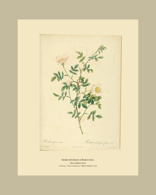 Rosa sepium rosea — Rosier des hayes à fleurs roses, hand-coloured stipple engraving after Redouté, engraved by Lemaire, Les Roses, Paris 1821.