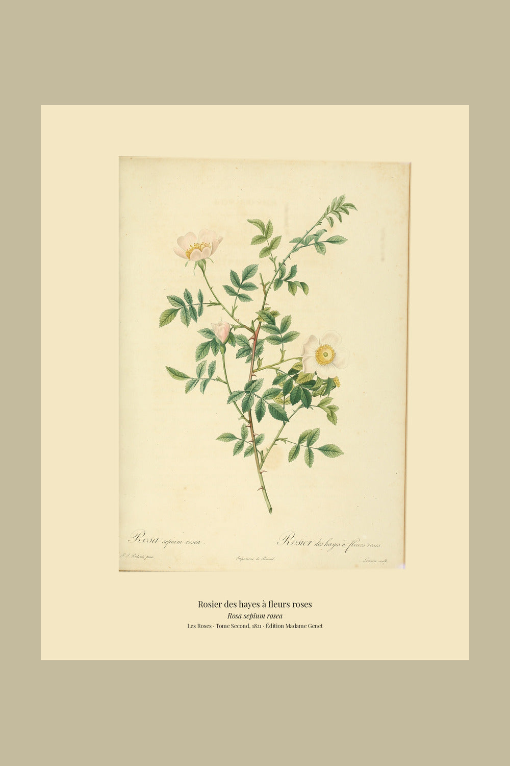 Rosa sepium rosea — Rosier des hayes à fleurs roses, hand-coloured stipple engraving after Redouté, engraved by Lemaire, Les Roses, Paris 1821.