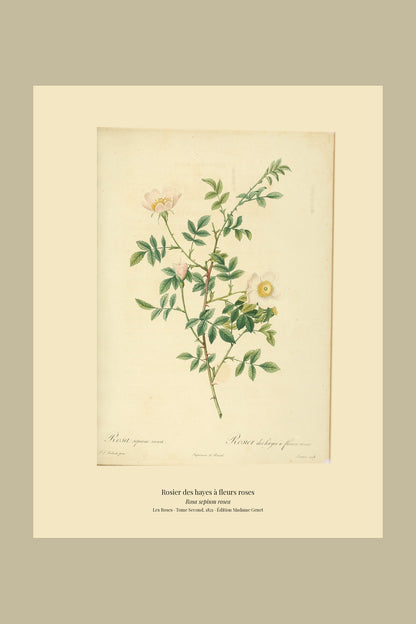 Rosa sepium rosea — Rosier des hayes à fleurs roses, hand-coloured stipple engraving after Redouté, engraved by Lemaire, Les Roses, Paris 1821.