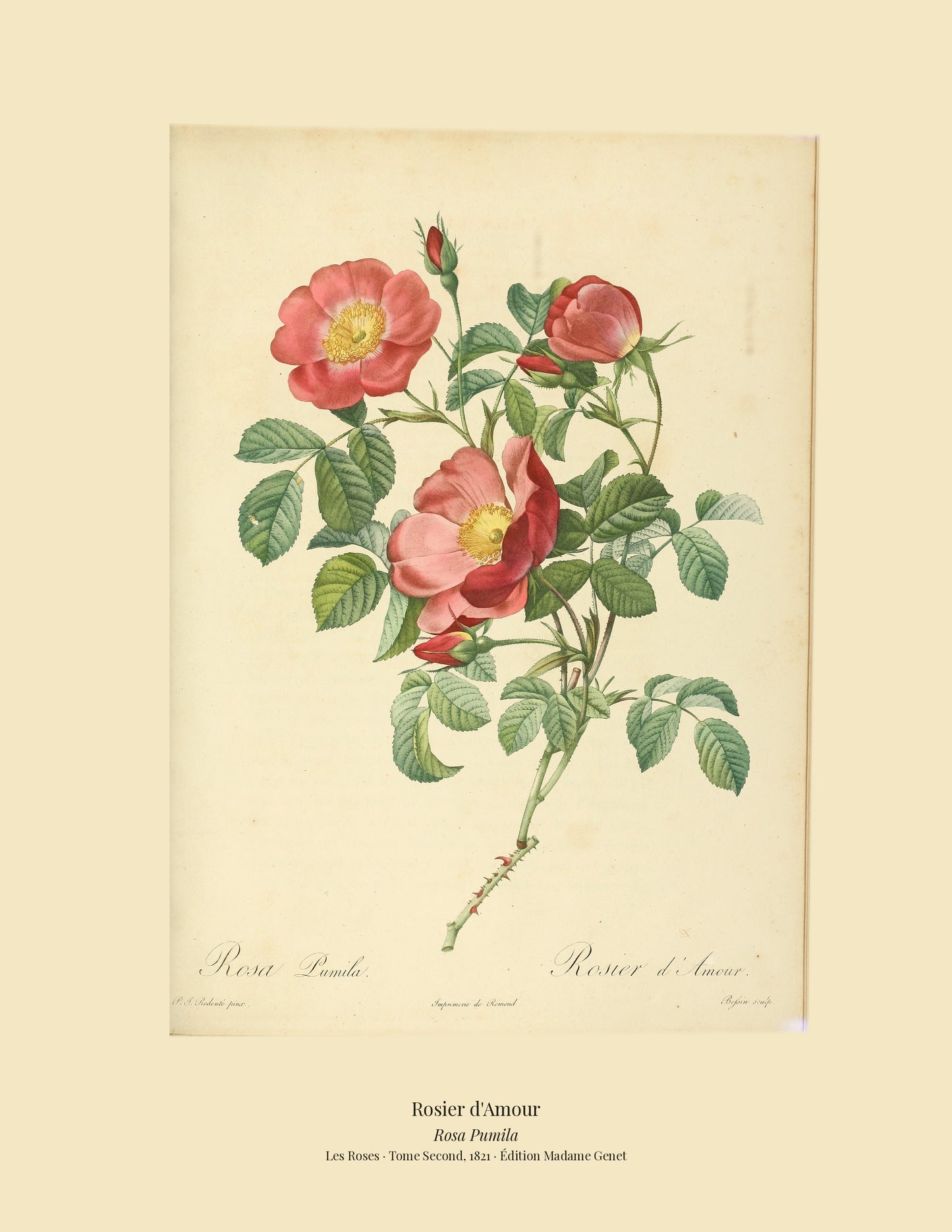 Rosa Pumila — Rosier d'Amour, hand-coloured stipple engraving after Redouté, engraved by Bessin, Les Roses, Paris 1821.