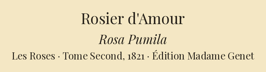 Rosa Pumila — Rosier d'Amour, hand-coloured stipple engraving after Redouté, engraved by Bessin, Les Roses, Paris 1821.
