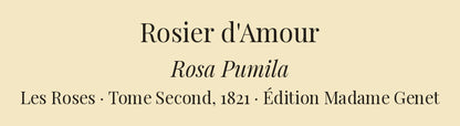 Rosa Pumila — Rosier d'Amour, hand-coloured stipple engraving after Redouté, engraved by Bessin, Les Roses, Paris 1821.