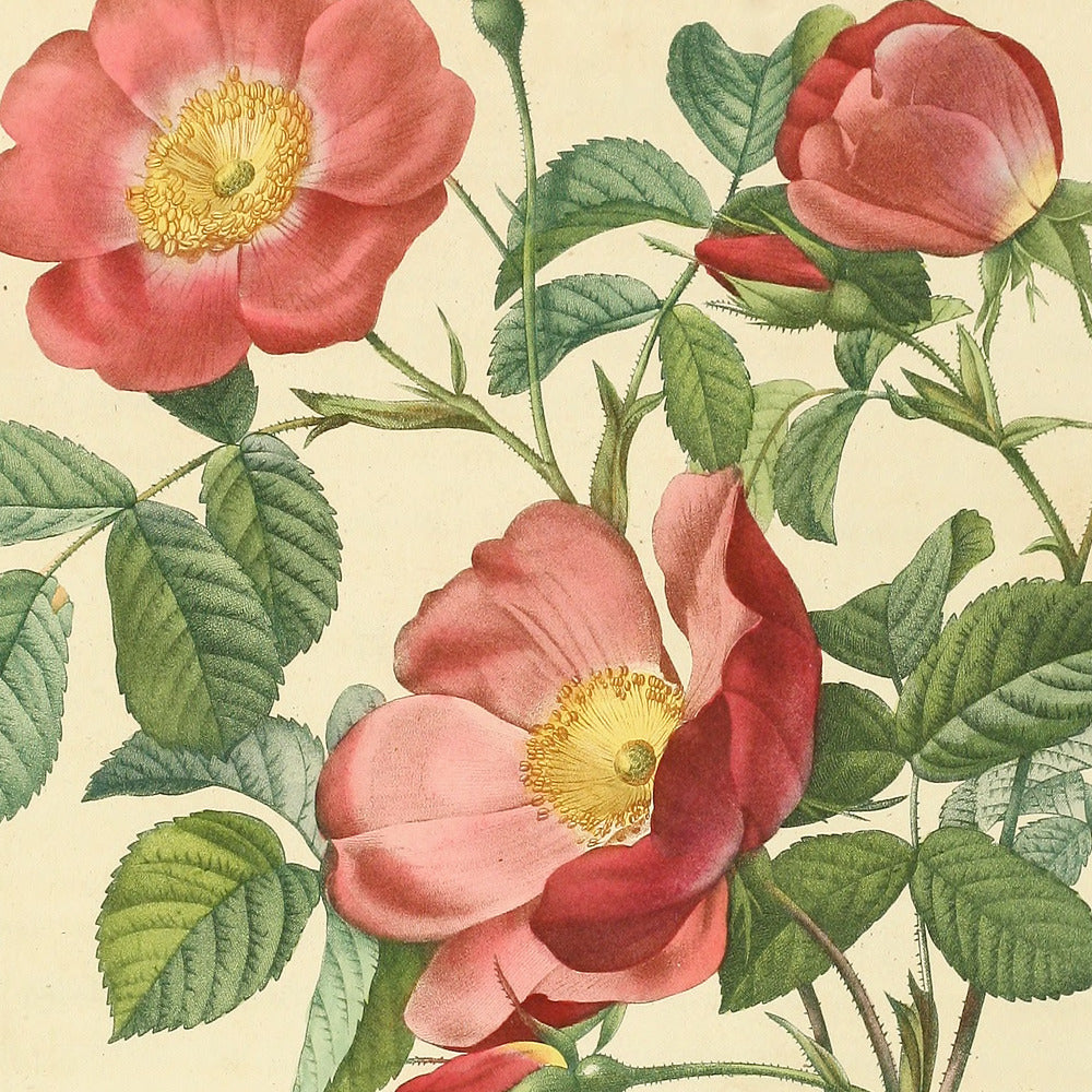 Rosa Pumila — Rosier d'Amour, hand-coloured stipple engraving after Redouté, engraved by Bessin, Les Roses, Paris 1821.