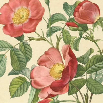 Rosa Pumila — Rosier d'Amour, hand-coloured stipple engraving after Redouté, engraved by Bessin, Les Roses, Paris 1821.