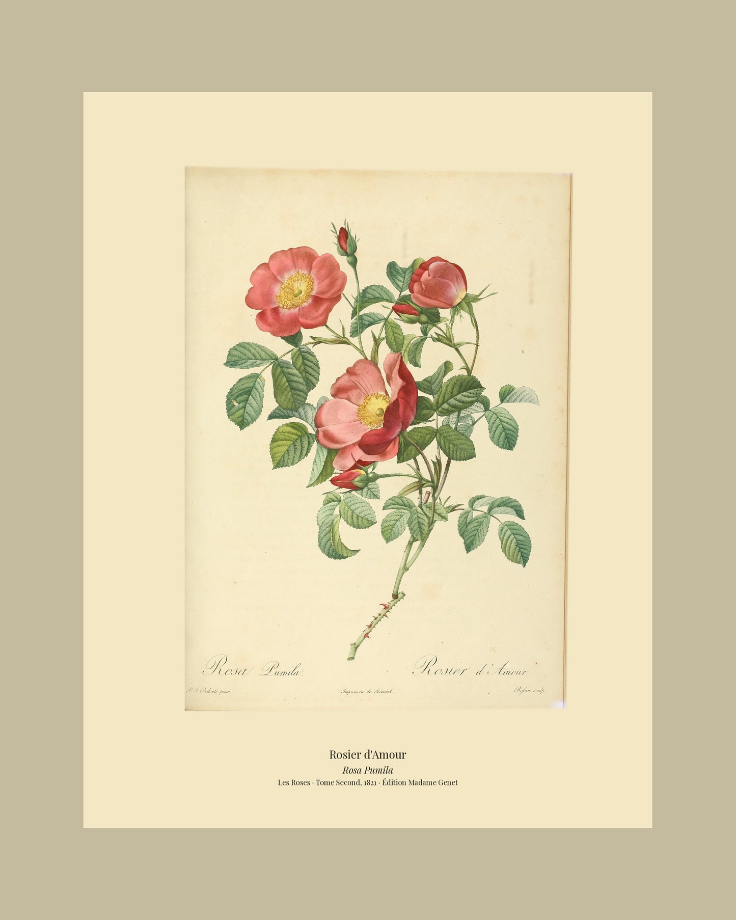 Rosa Pumila — Rosier d'Amour, hand-coloured stipple engraving after Redouté, engraved by Bessin, Les Roses, Paris 1821.