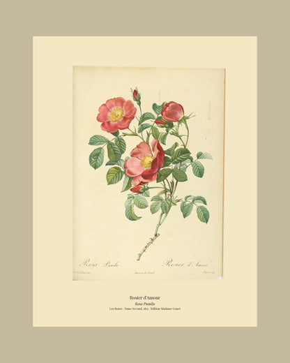 Rosa Pumila — Rosier d'Amour, hand-coloured stipple engraving after Redouté, engraved by Bessin, Les Roses, Paris 1821.