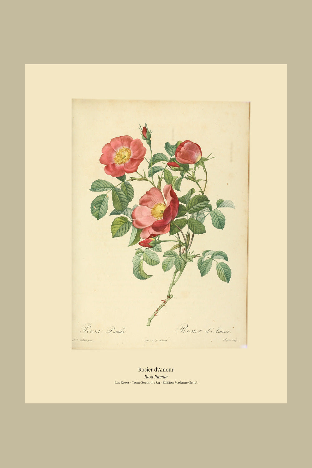 Rosa Pumila — Rosier d'Amour, hand-coloured stipple engraving after Redouté, engraved by Bessin, Les Roses, Paris 1821.