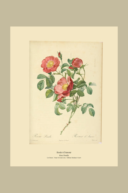Rosa Pumila — Rosier d'Amour, hand-coloured stipple engraving after Redouté, engraved by Bessin, Les Roses, Paris 1821.