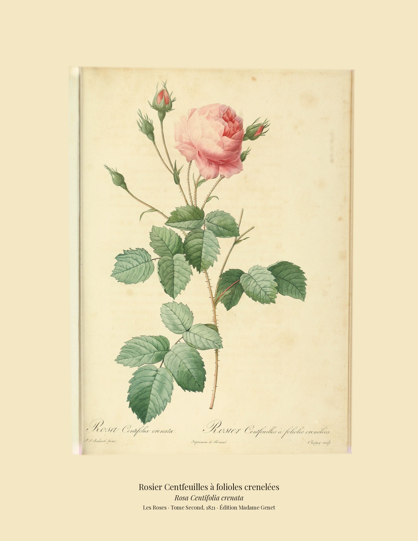 Rosa Centifolia crenata — Rosier Centfeuilles à folioles crenelées, hand-coloured stipple engraving after Redouté, engraved by Chapuy, Les Roses, Paris 1821.