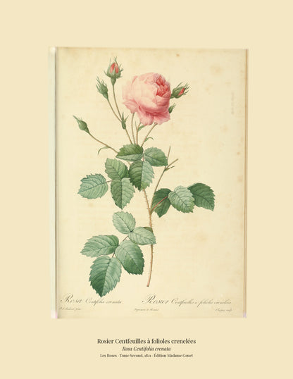 Rosa Centifolia crenata — Rosier Centfeuilles à folioles crenelées, hand-coloured stipple engraving after Redouté, engraved by Chapuy, Les Roses, Paris 1821.