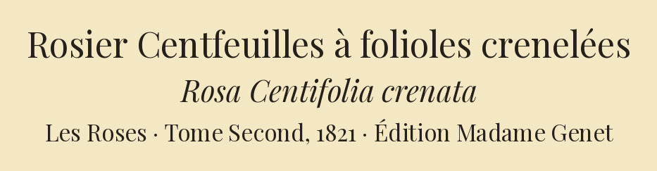 Rosa Centifolia crenata — Rosier Centfeuilles à folioles crenelées, hand-coloured stipple engraving after Redouté, engraved by Chapuy, Les Roses, Paris 1821.