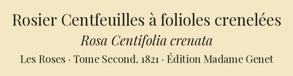 Rosa Centifolia crenata — Rosier Centfeuilles à folioles crenelées, hand-coloured stipple engraving after Redouté, engraved by Chapuy, Les Roses, Paris 1821.
