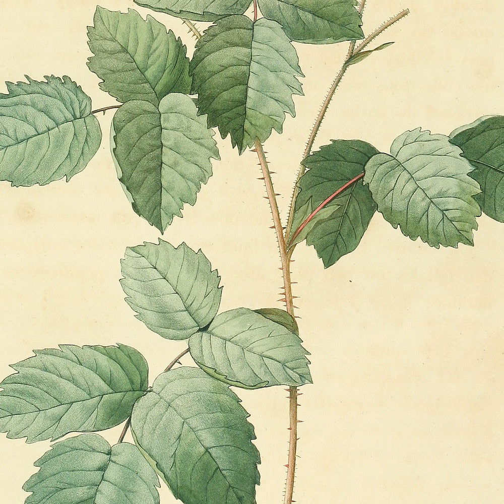 Rosa Centifolia crenata — Rosier Centfeuilles à folioles crenelées, hand-coloured stipple engraving after Redouté, engraved by Chapuy, Les Roses, Paris 1821.