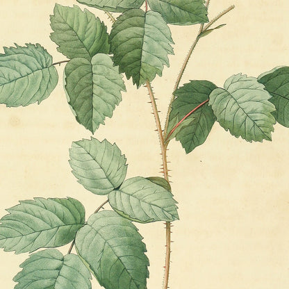 Rosa Centifolia crenata — Rosier Centfeuilles à folioles crenelées, hand-coloured stipple engraving after Redouté, engraved by Chapuy, Les Roses, Paris 1821.