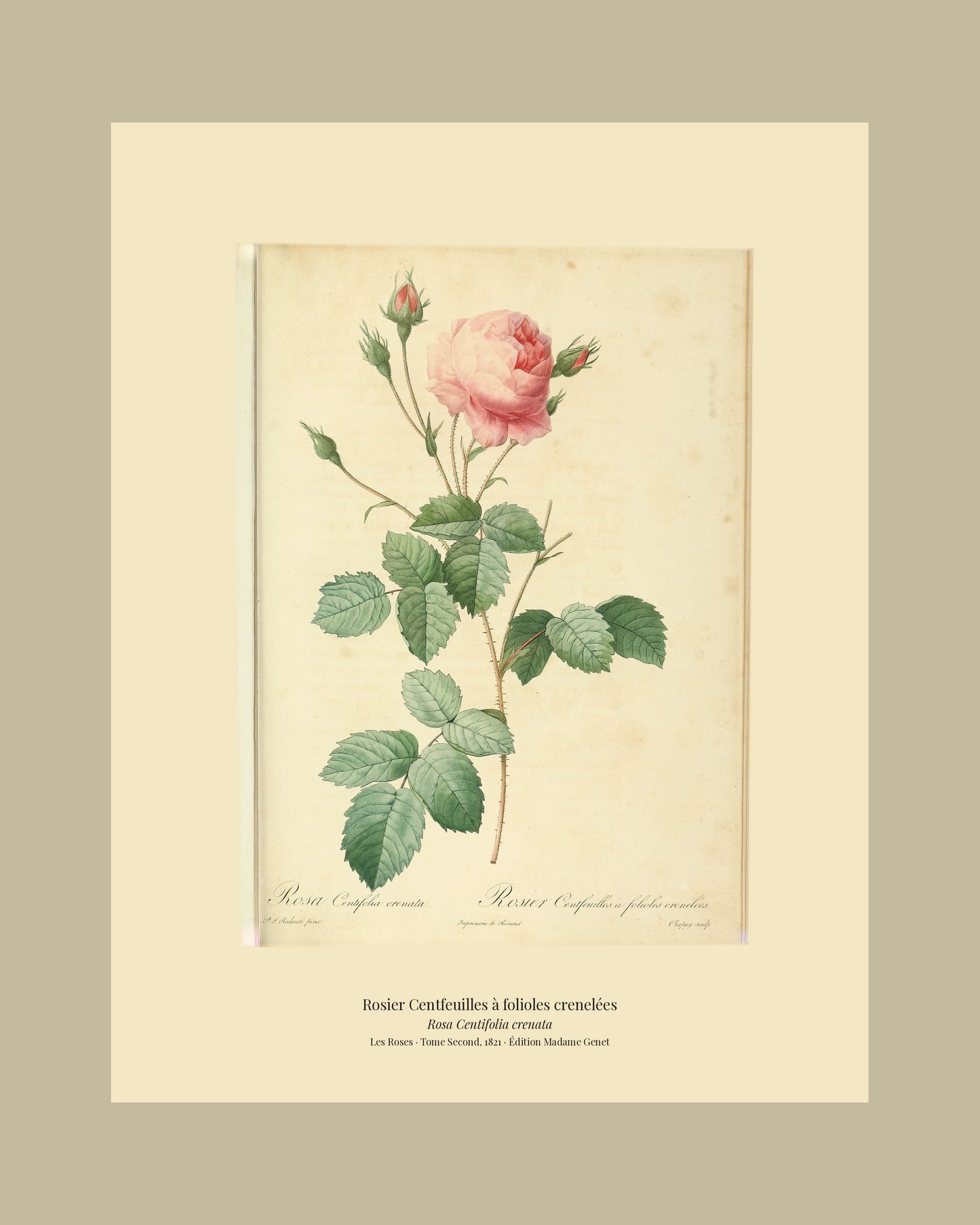 Rosa Centifolia crenata — Rosier Centfeuilles à folioles crenelées, hand-coloured stipple engraving after Redouté, engraved by Chapuy, Les Roses, Paris 1821.