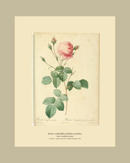 Rosa Centifolia crenata — Rosier Centfeuilles à folioles crenelées, hand-coloured stipple engraving after Redouté, engraved by Chapuy, Les Roses, Paris 1821.