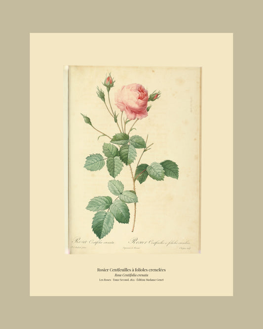 Rosa Centifolia crenata — Rosier Centfeuilles à folioles crenelées, hand-coloured stipple engraving after Redouté, engraved by Chapuy, Les Roses, Paris 1821.