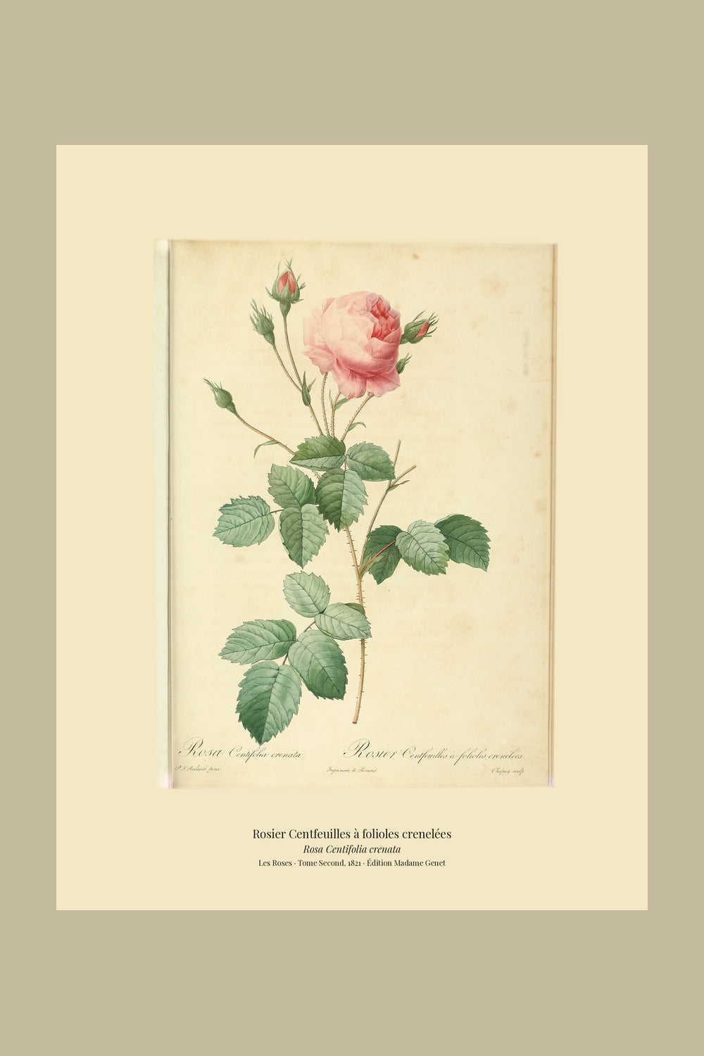 Rosa Centifolia crenata — Rosier Centfeuilles à folioles crenelées, hand-coloured stipple engraving after Redouté, engraved by Chapuy, Les Roses, Paris 1821.