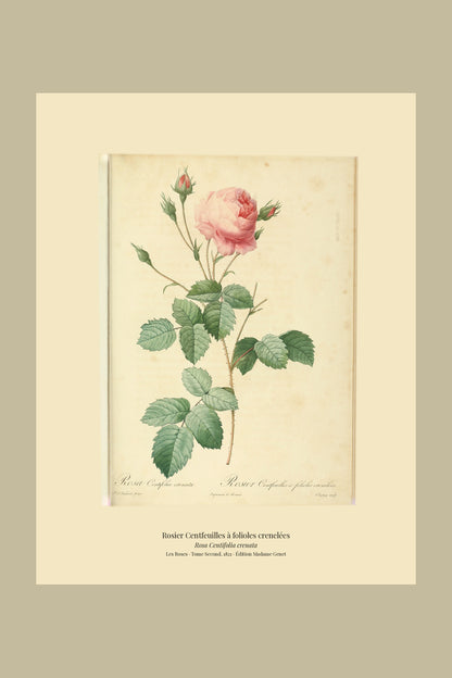 Rosa Centifolia crenata — Rosier Centfeuilles à folioles crenelées, hand-coloured stipple engraving after Redouté, engraved by Chapuy, Les Roses, Paris 1821.