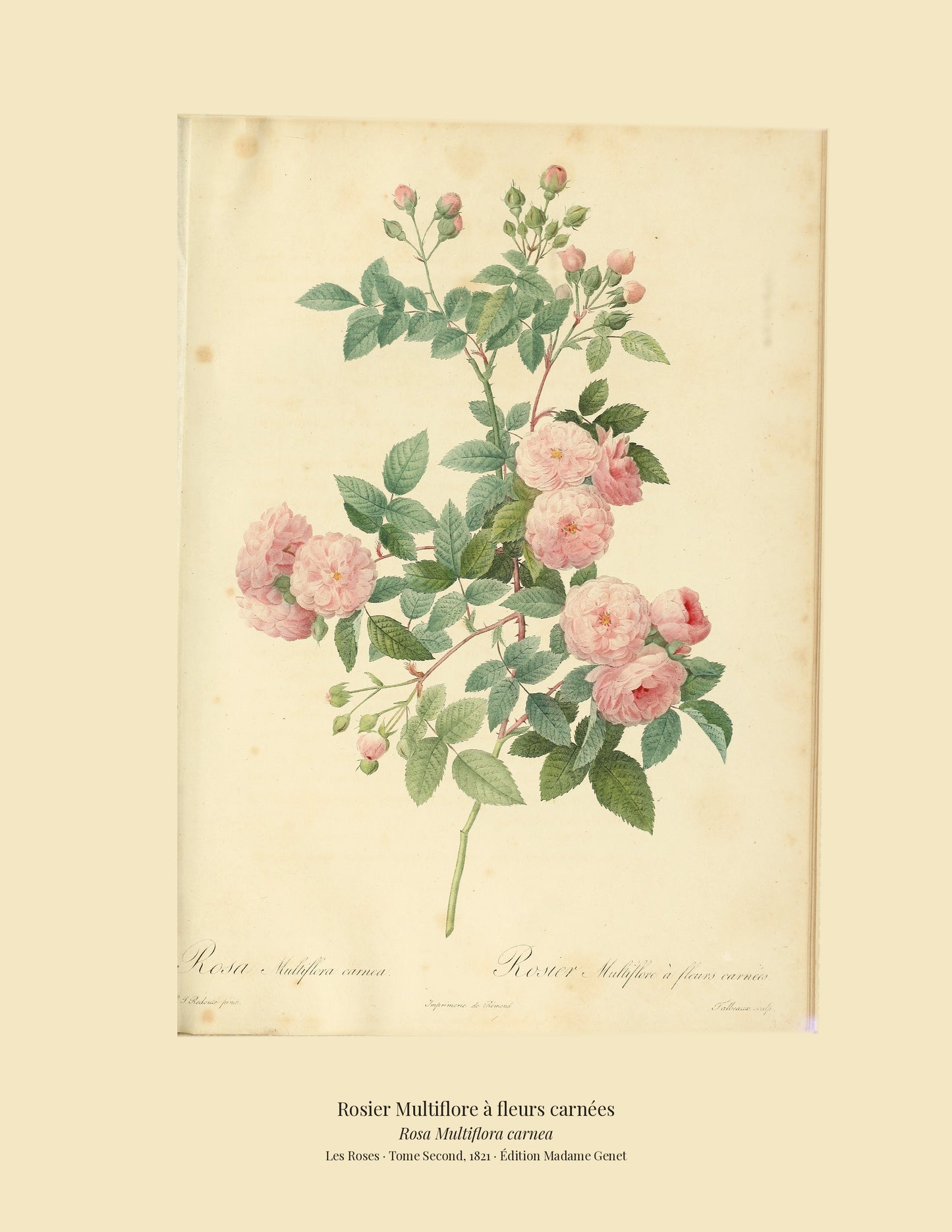 Rosa Multiflora carnea — Rosier Multiflore à fleurs carnées, hand-coloured stipple engraving after Redouté, engraved by Talbeaux, Les Roses, Paris 1821.